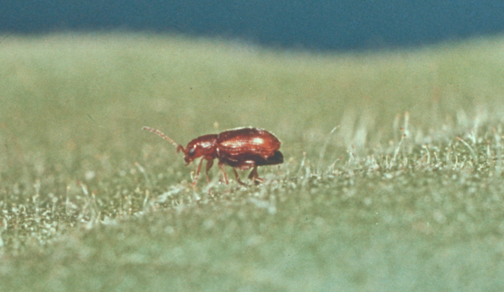 Tobacco flea beetle on solanaceous crops scouting guides for problems